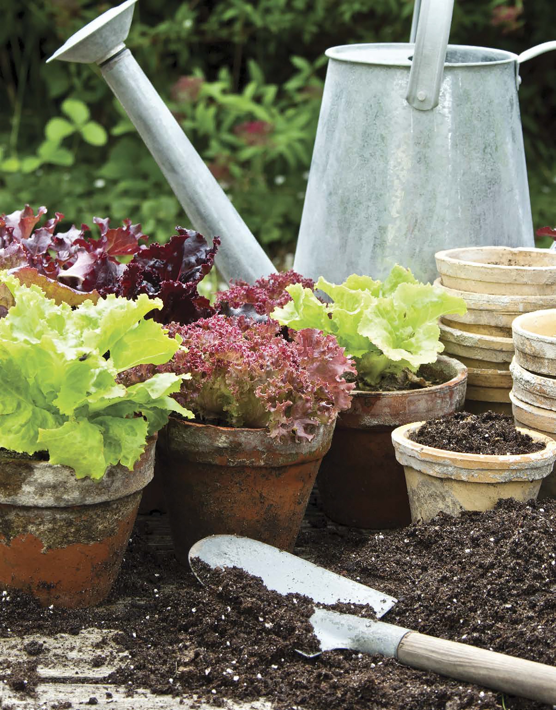 Many gardeners plant vegetables in the ground Gardeners with limited space - photo 6