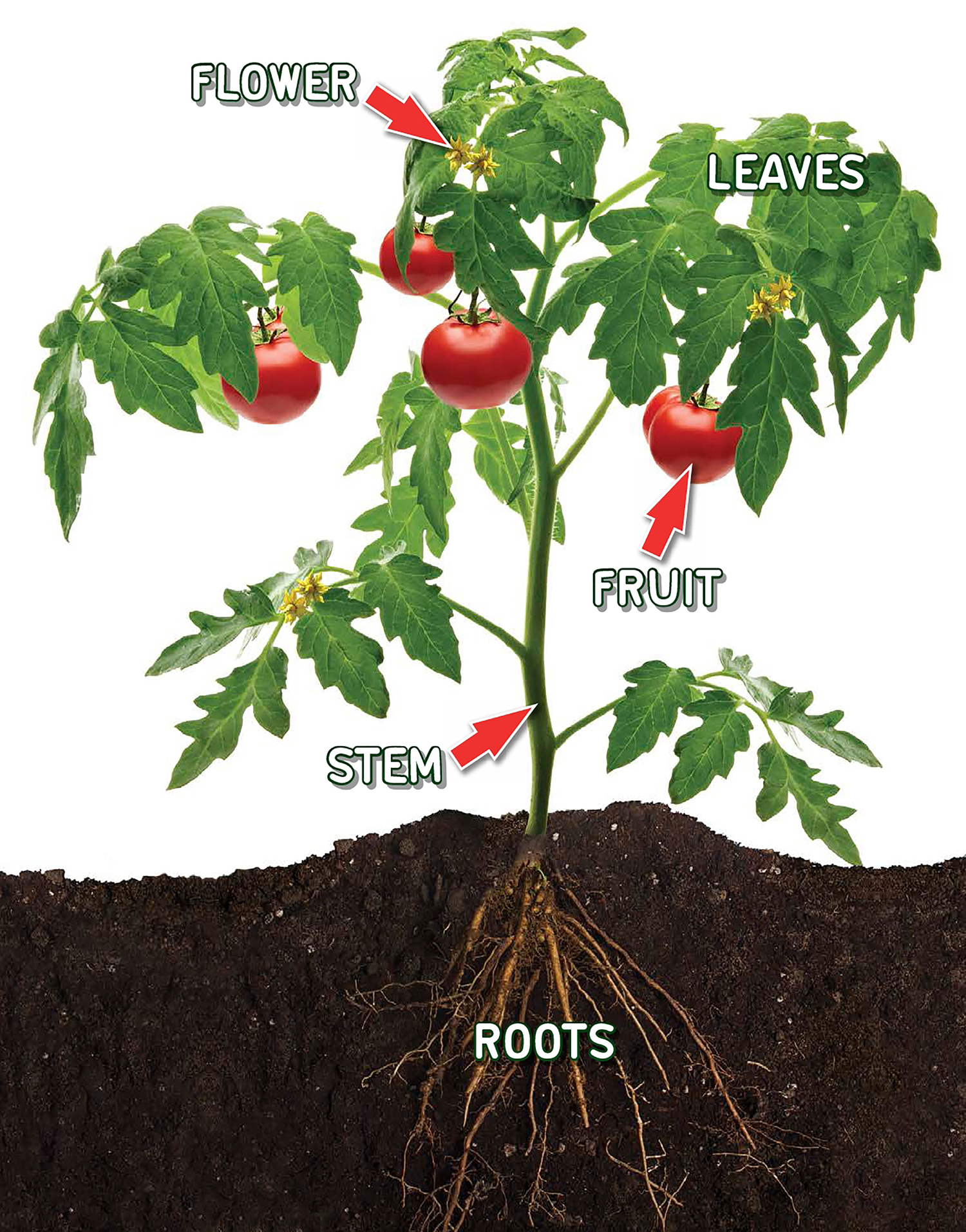 These plant parts work together to help plants grow and survive A vegetable is - photo 3