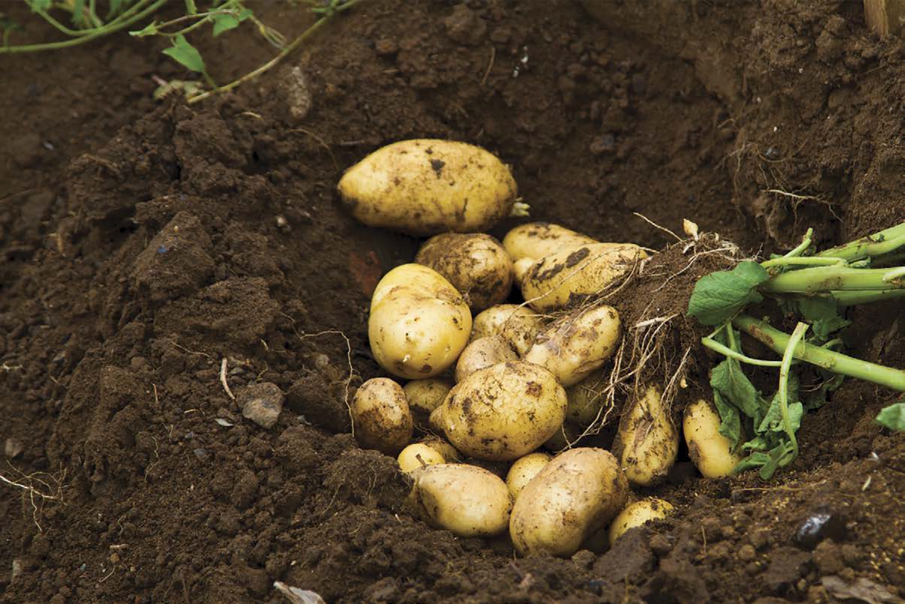 Tubers are vegetables that are underground stems or large roots Potatoes and - photo 4