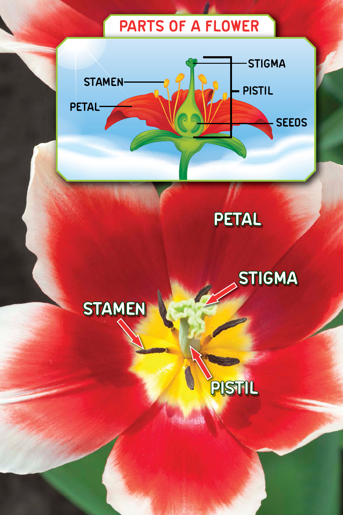 Understanding the parts of a flower makes growing them more fun PICKING THE - photo 6