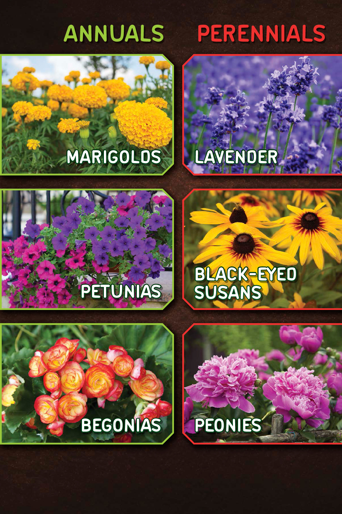 Planting annuals and perennials gives you a chance to practice caring for both - photo 9