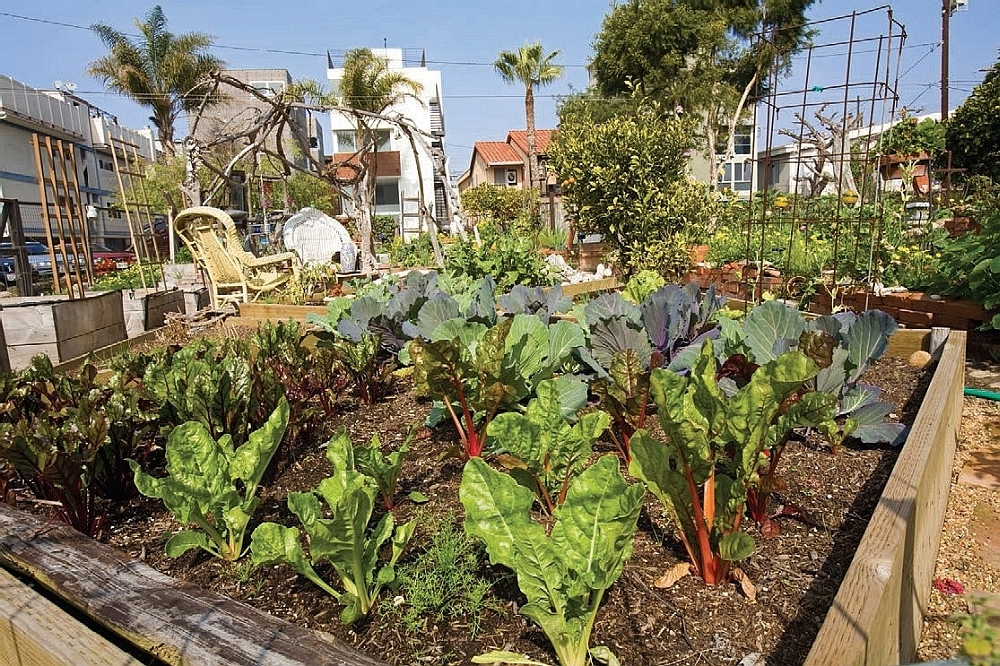 Gardeners at the Eastwind Community Garden in Marina Del Rey California grow - photo 5