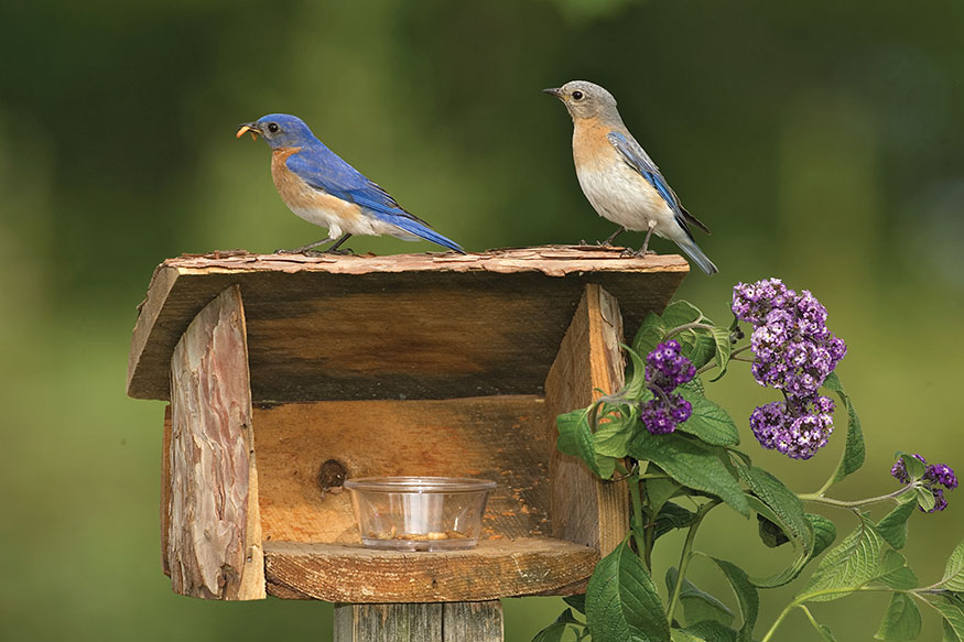 Mealworm feeders can be very basica simple glass or plastic cup or container - photo 10