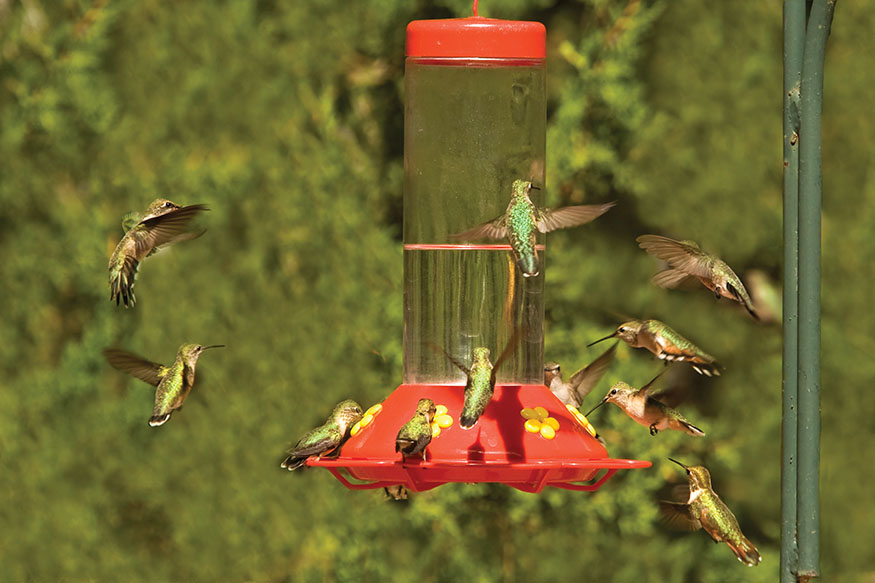 Nectar feeders are glass or plastic containers that hold sugar water These - photo 9