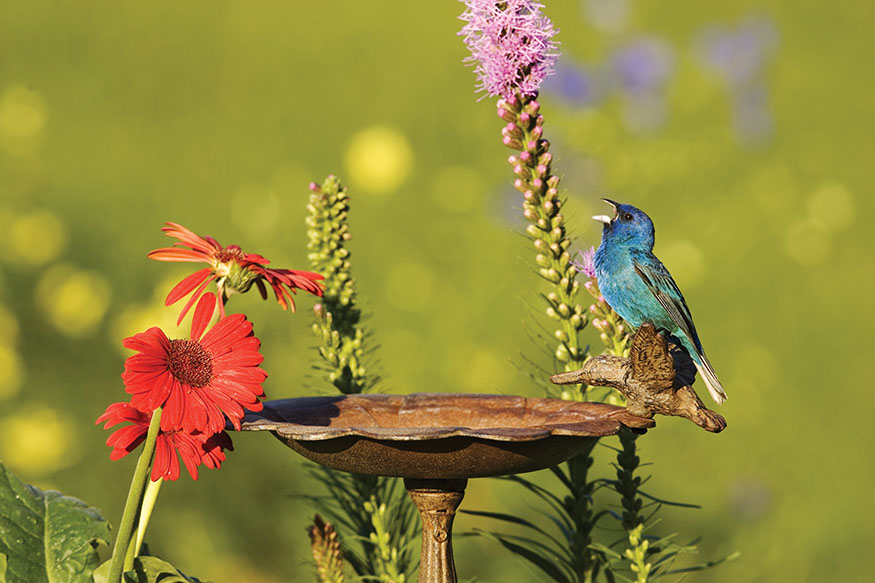 Indigo Bunting male Bird Feeder Basics To get more birds to visit your yard an - photo 4