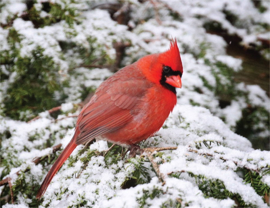 A male Northern Cardinal perches on a snow-covered hemlock bough finding - photo 1