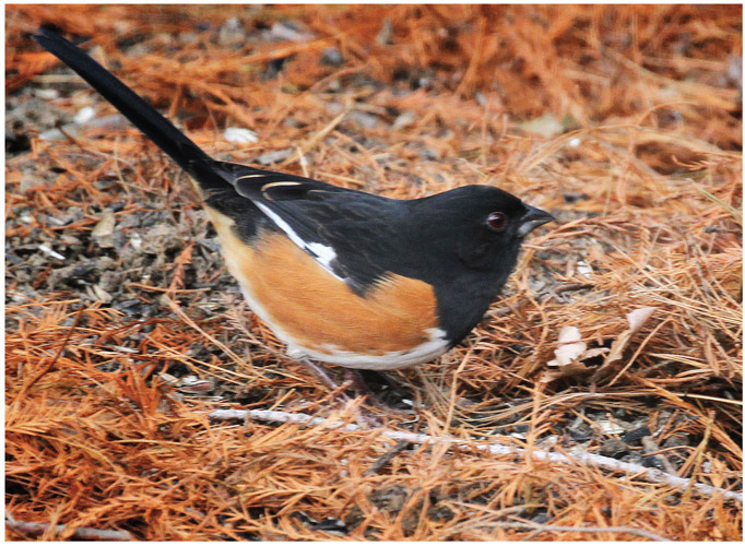 A male Eastern Towhee a typical ground feeder forages for seed both native - photo 2