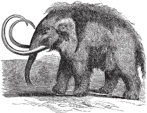 Woolly mammoths roamed prehistoric Somerset These were Homo Sapiens modern - photo 3