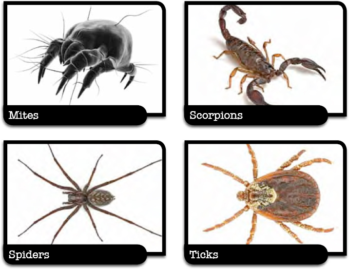 An insects body has three parts a head thorax and abdomen But the spiders - photo 13