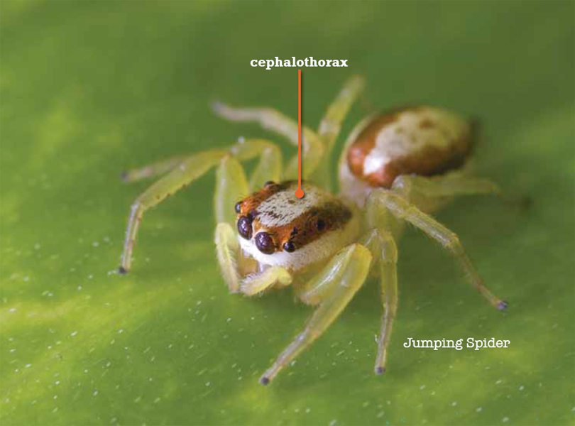 Many spiders have eight eyes in four sets of two just like their legs Some - photo 14
