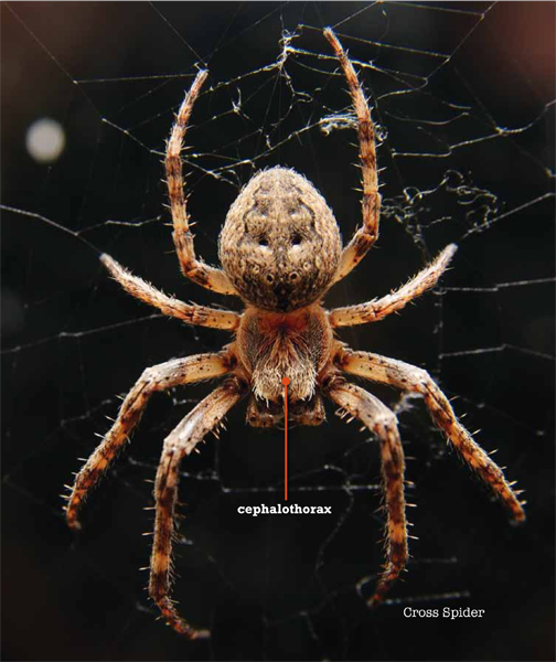 Many spiders have eight eyes in four sets of two just like their legs Some - photo 15