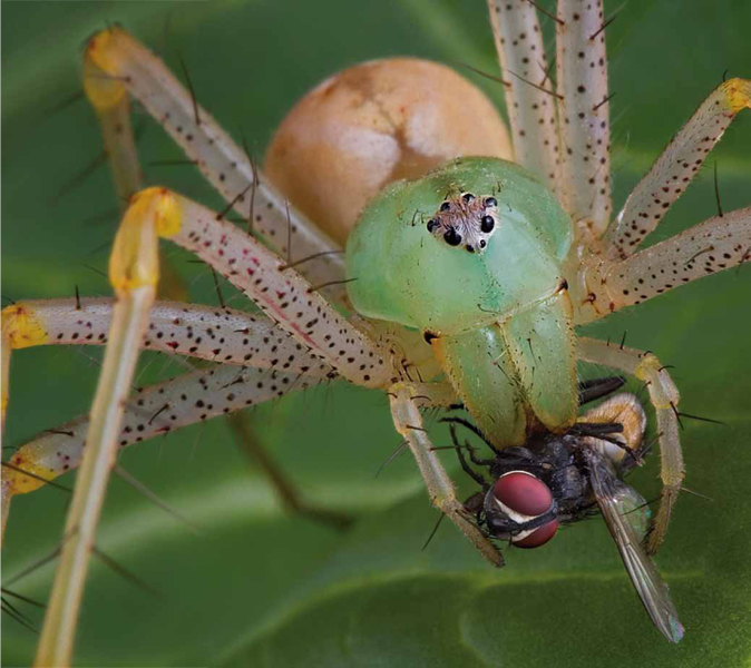 A green lynx spider has eight eyes on top of its cephalothorax How many - photo 16