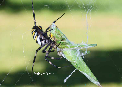 Spiders trap much larger insects in their webs and then gobble them up Hows - photo 6