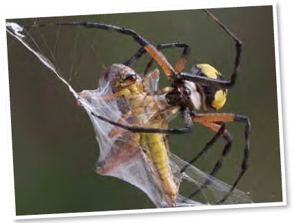 A female argiope spider wrapping silk around a grasshopper caught in her web - photo 9