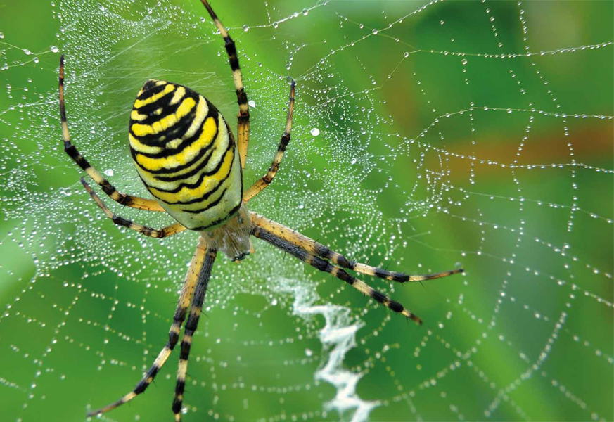 Argiope Spider A female argiope spider wrapping silk around a grasshopper - photo 8