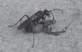 Figure 11 The redback spider-hunting wasp Agenioideus nigricornis Of - photo 4