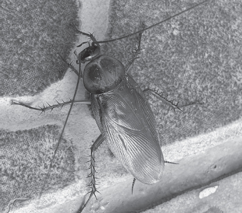 Figure 13 American cockroach Periplaneta americana The ichneumonids - photo 6