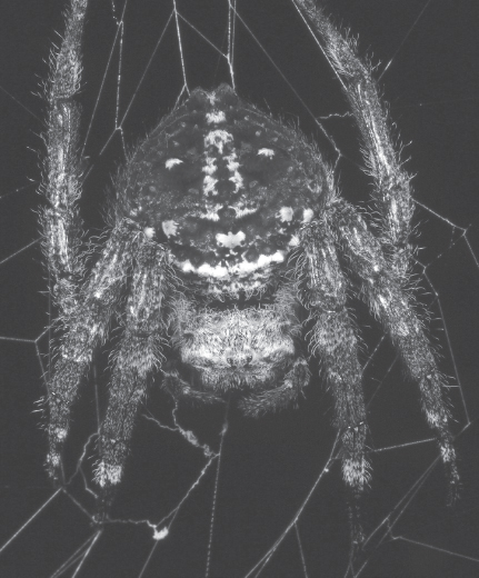 Figure 14 Darwins bark spider Caerostris darwini These examples raise - photo 7