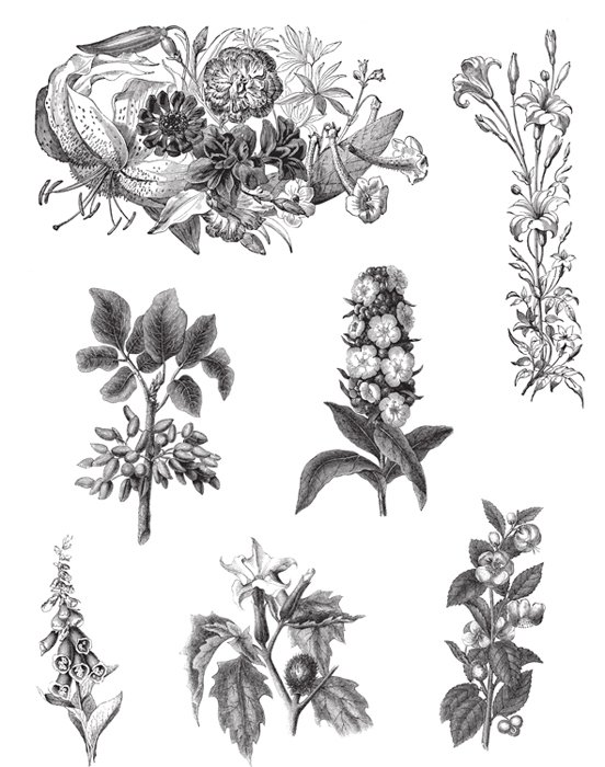1001 Floral Motifs and Ornaments for Artists and Craftspeople - photo 20