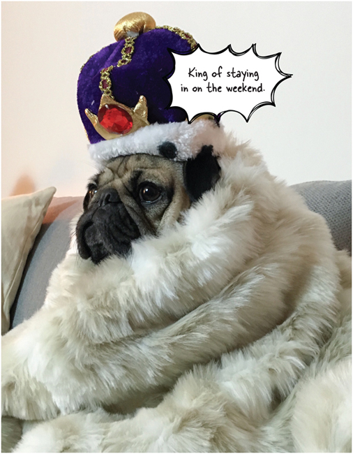 Doug the Pug The King of Pop Culture - photo 10