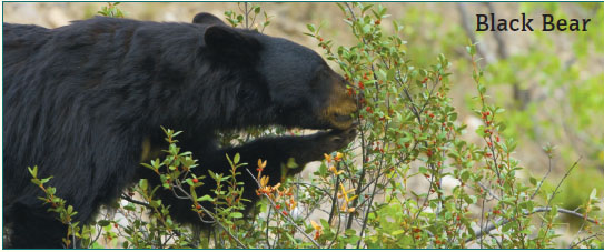 Image Credit Photoscom a division of Getty Images In fall animals get - photo 13