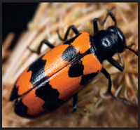 Image Credit Shutterstockcom beetle Image Credit 2011 Photoscom a - photo 2