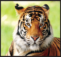 Image Credit Shutterstockcom tiger Image Credit Shutterstockcom Image - photo 4