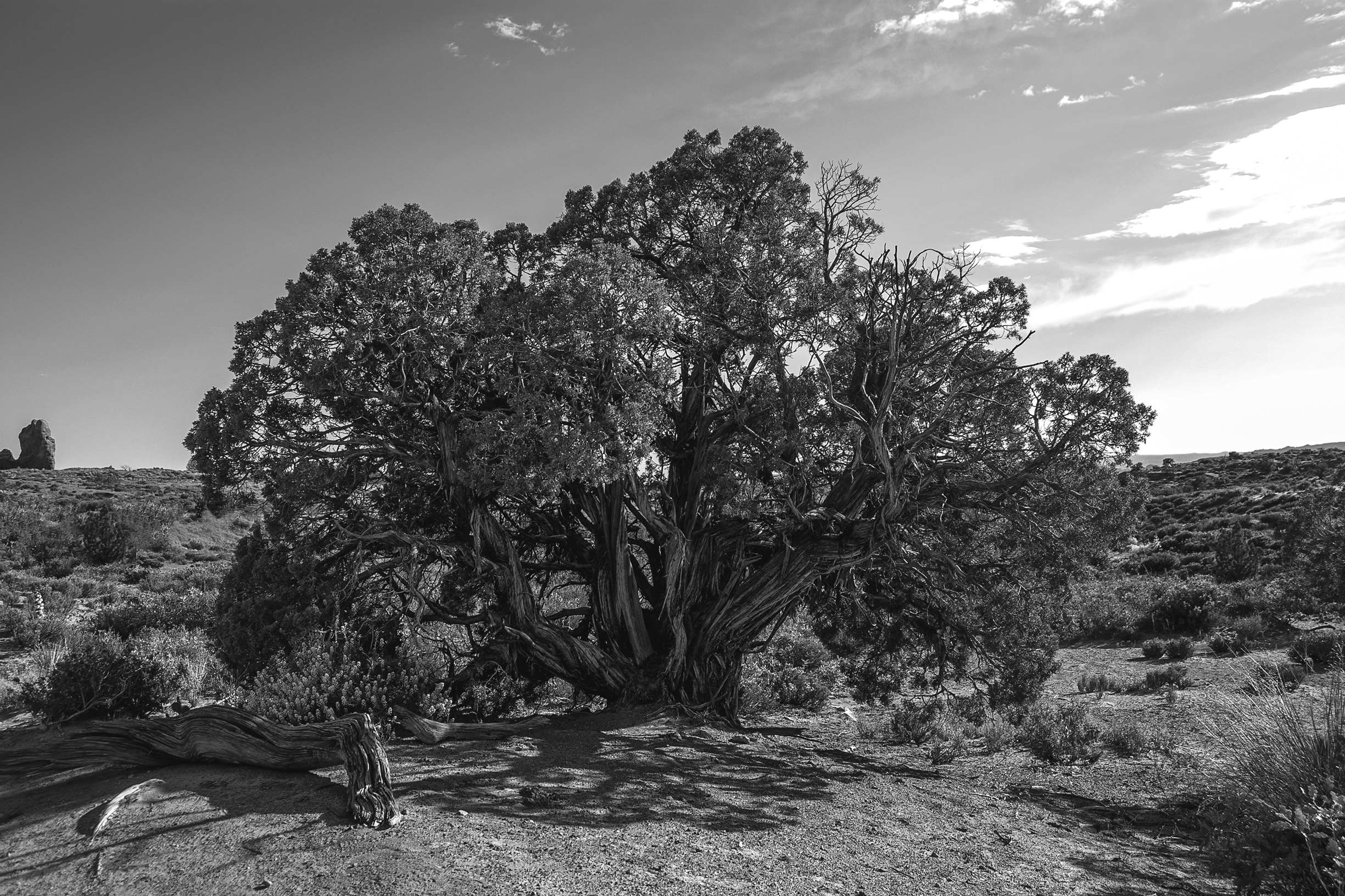 Our land is wild a spread of high desert covered with sagebrush and old - photo 3