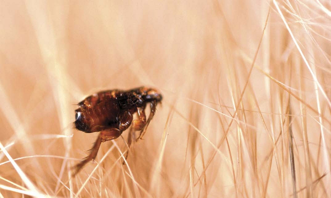 A tiny cat flea crawls through the hairs of its preferred host Unless the cat - photo 3