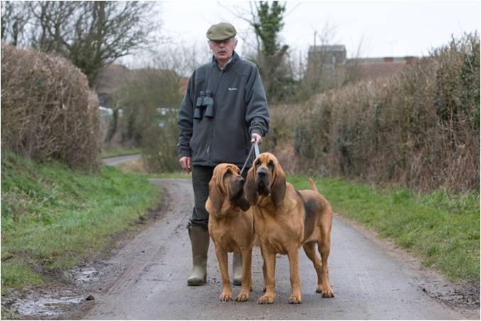 The American Kennel Club describes thebloodhound breed as dignified noble and - photo 2