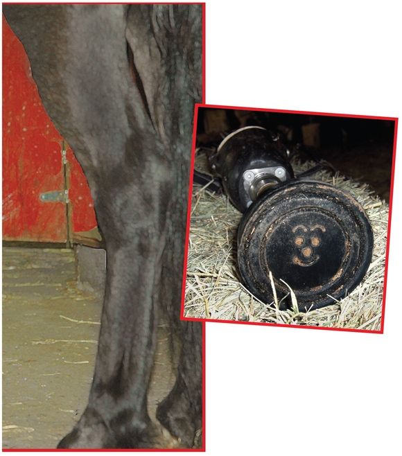 Her new leg was black and silver It had a round rubber hoof with a smiley face - photo 21