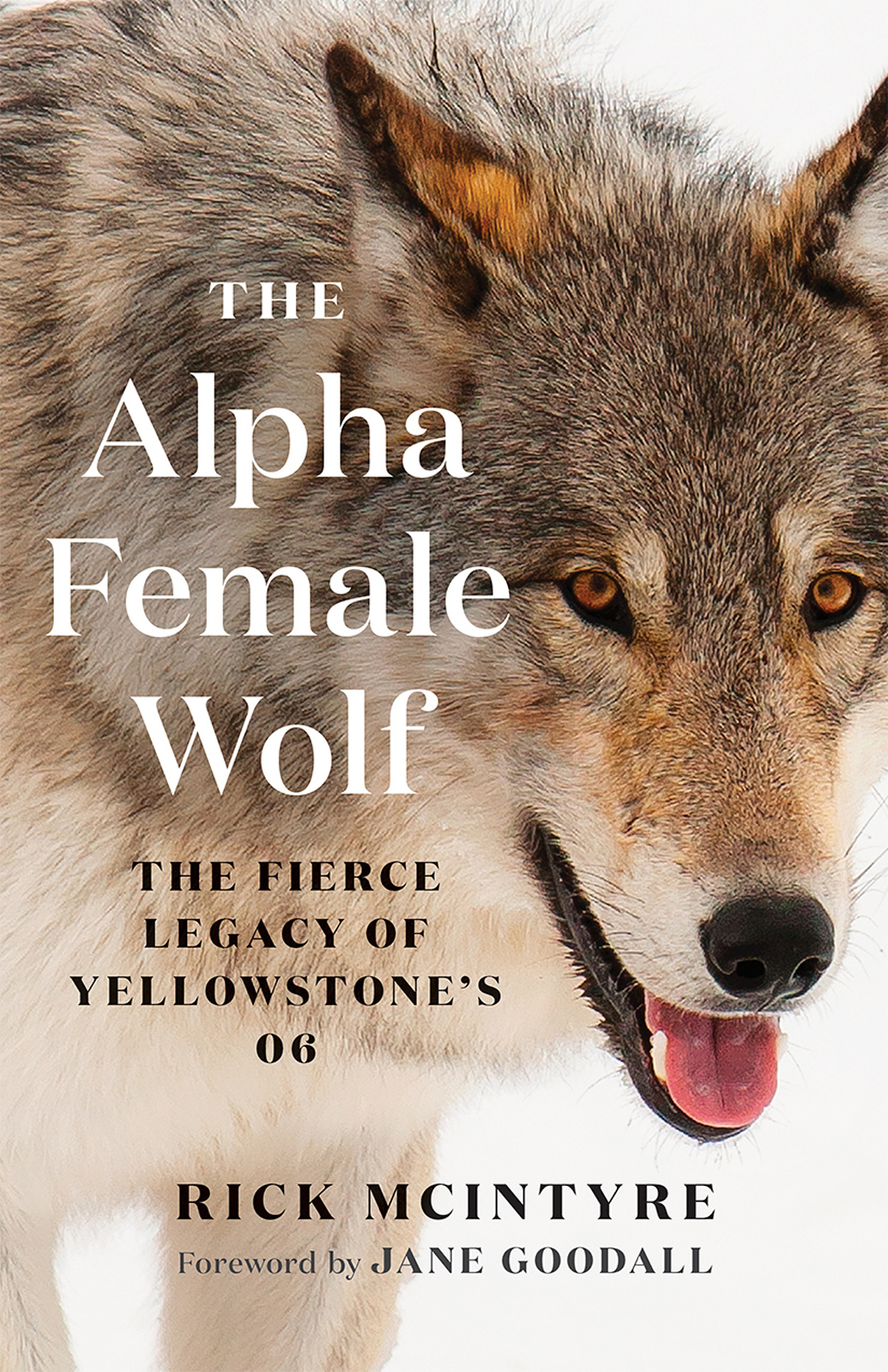 The Alpha Female Wolf The Fierce Legacy of Yellowstones 06 - image 1