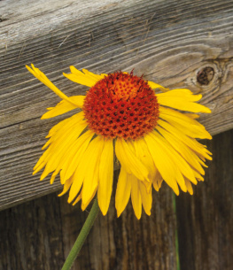 Neil L. Jennings - Popular Wildflowers of the Canadian Prairies