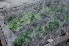 Janet Melrose - The Prairie Gardeners Go-To for Vegetables