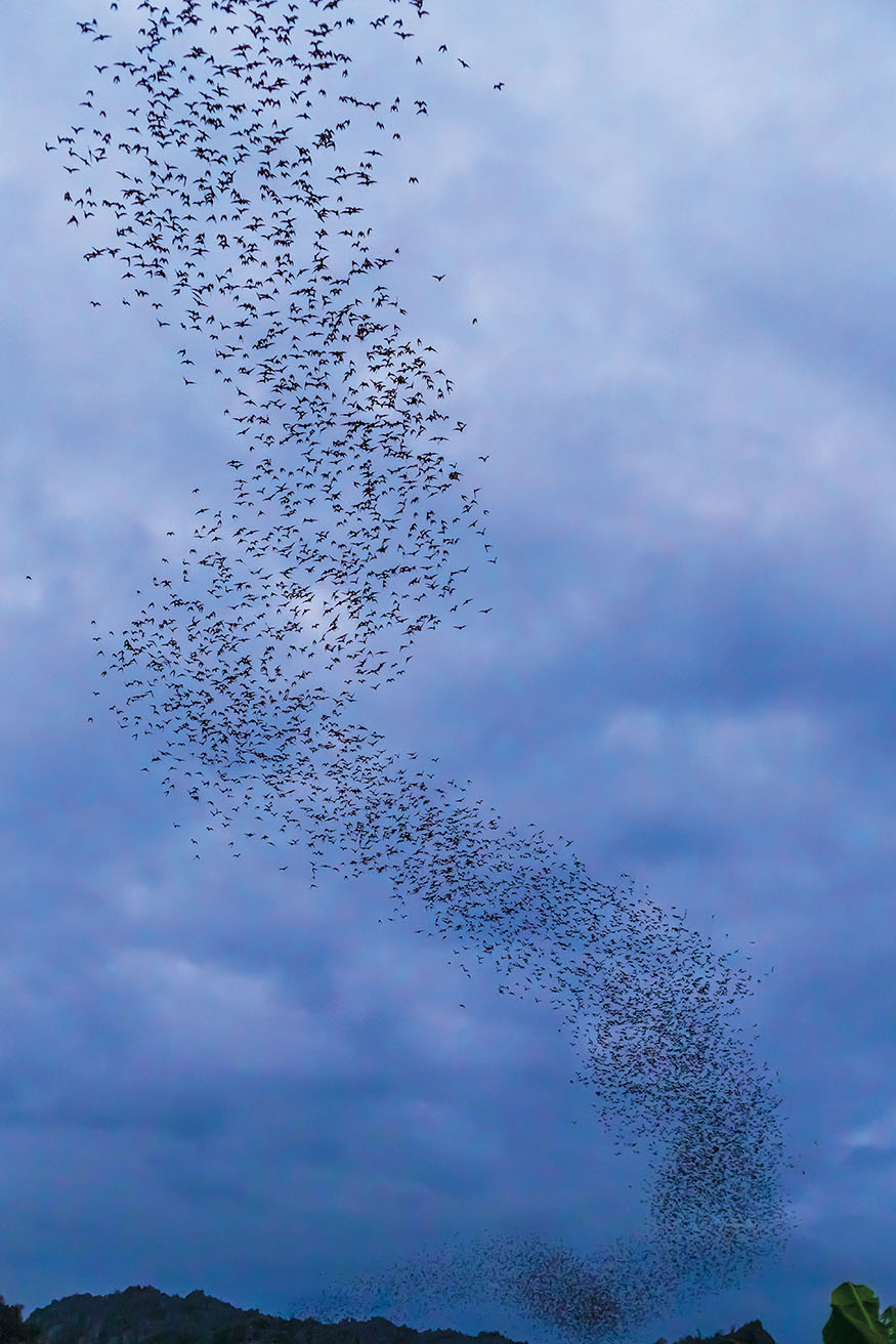 Bat Evolution Importance Bats are the worlds only flying mammals In popular - photo 6