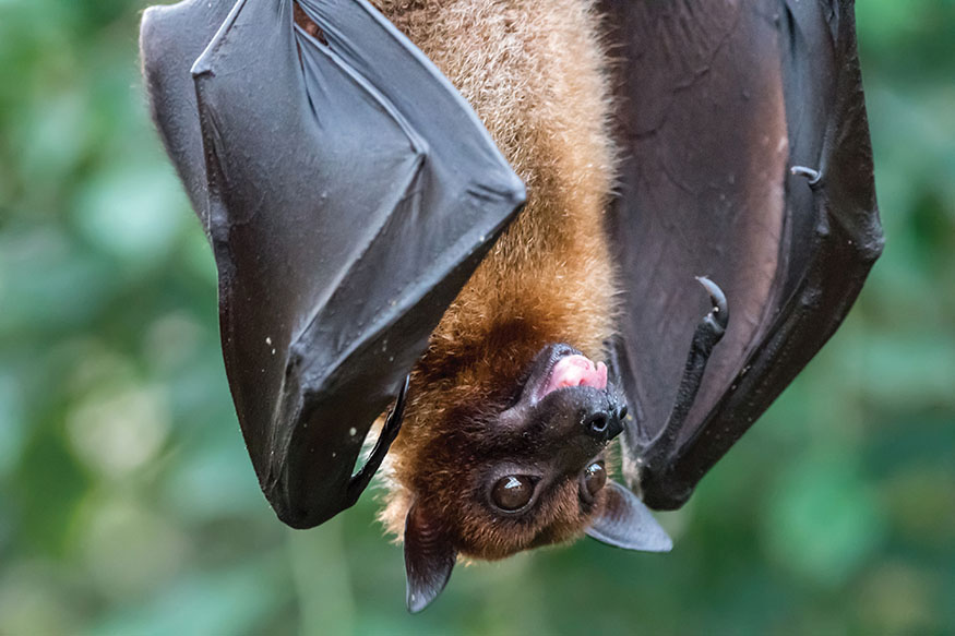 A fruit bat belonging to Megachiroptera Bats are mammals but even though they - photo 7