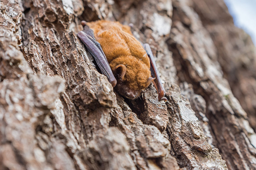 An insectivorous bat belonging to Microchiroptera With the exception of the - photo 8