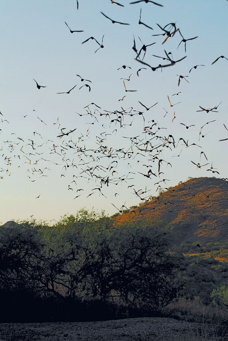 Insectivorous bats hunting for bugs Bats play a key role in many ecosystems - photo 10