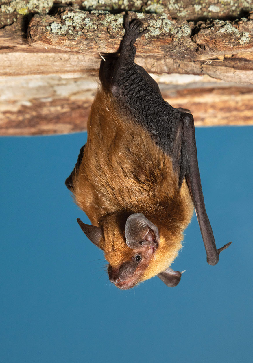 big brown bat Bat Evolution Importance Bats are the worlds only flying - photo 5