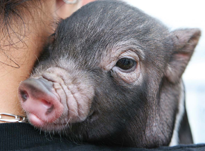 FUN FACT In the animal world pigs are among the most intelligent creatures - photo 12