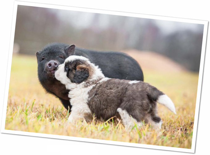 A Pig-tionary boar a male pig hog a larger pig litter a group of - photo 13