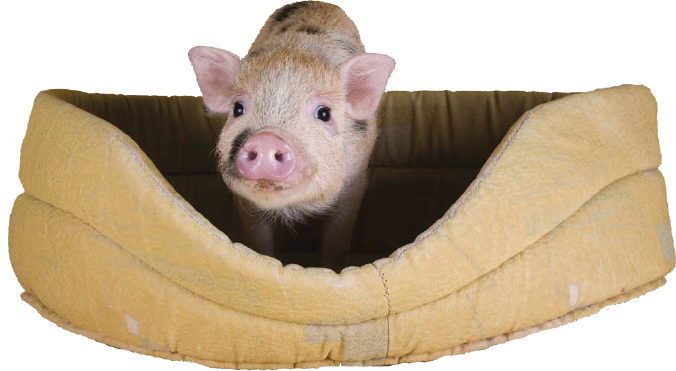 A dog or cat bed will also work well for your mini pig To become a good pet - photo 14