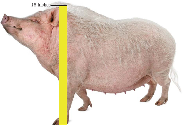 The Gttigen mini pig was first developed in Europe for medical research and - photo 4