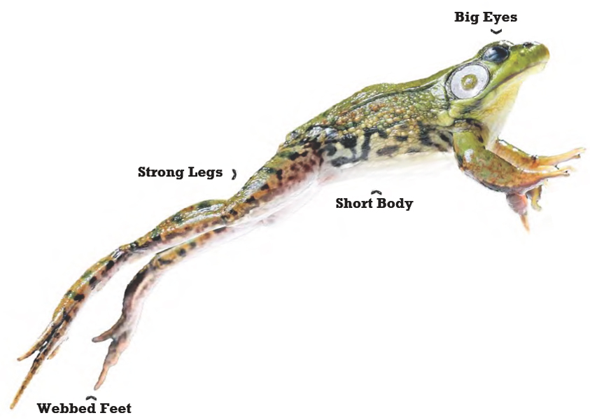 Chapter 3 Frogs and Toads Many people get confused about the differences - photo 14