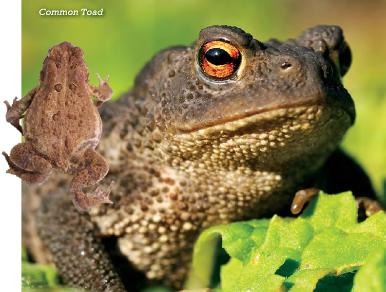 Differences Between Toads and Frogs Toads and Their Lifestyles Young - photo 16