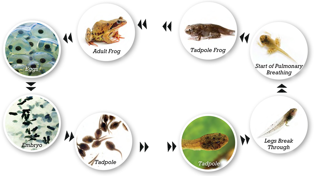 Some tadpoles are so small they are hard to see although others may be six or - photo 4