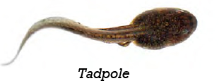 It takes about 12 to 16 weeks for a tadpole to become a frog A number of - photo 5