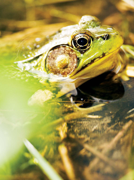 Frogs that are pets can live twice as long as frogs in the wild because there - photo 6