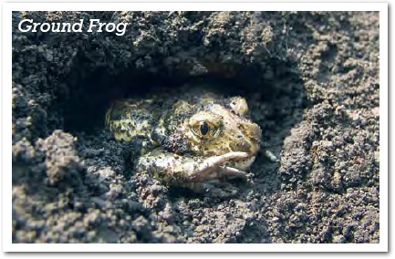 FUN FACT The wood frog can live with 65 of its body frozen Scientists - photo 8