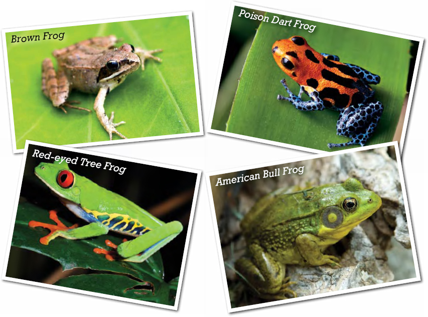 Scientists believe that frogs have been around for 180 million years Over that - photo 10